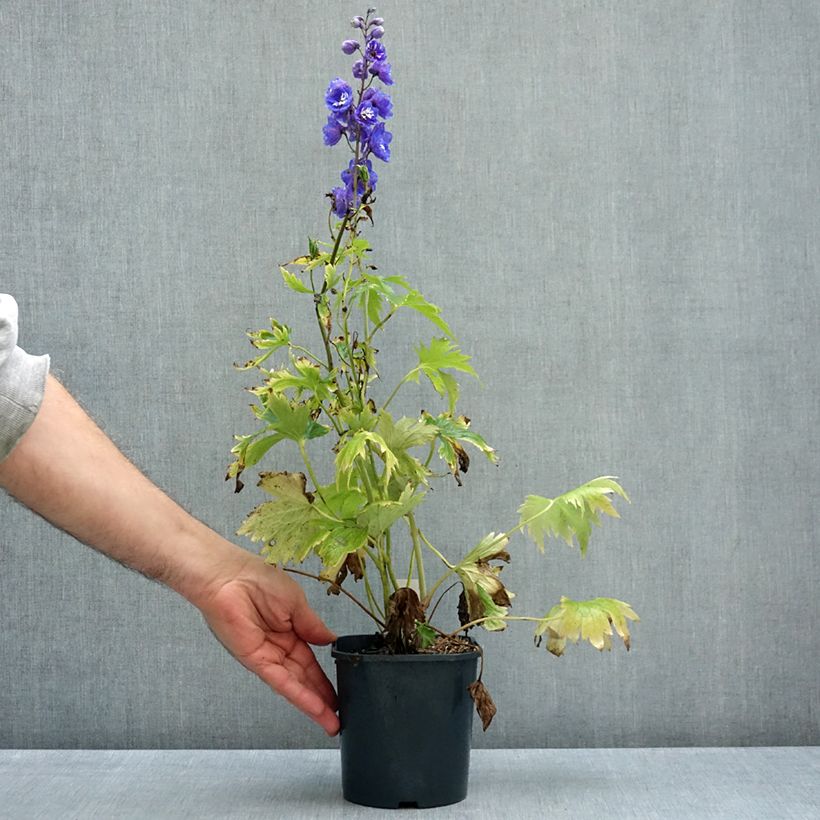 Exemplar von Pacific-Rittersporn Blue Biird - Delphinium Topf mit 2L/3L wie im Herbst geliefert