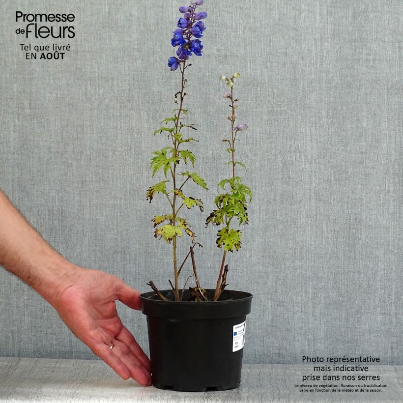 Exemplar von Pacific-Rittersporn Blue Jay - Delphinium Topf mit 2L/3L wie im Sommer geliefert