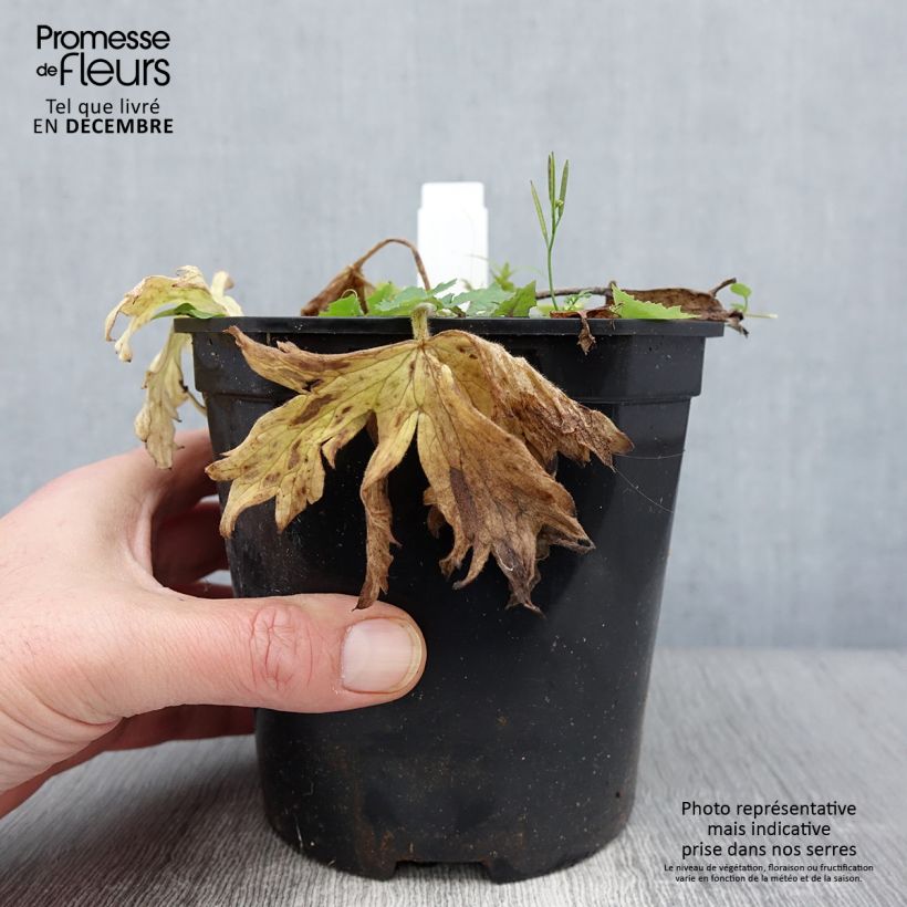 Exemplar von Pacific-Rittersporn Galahad - Delphinium Topf mit 2L/3L wie im Herbst geliefert