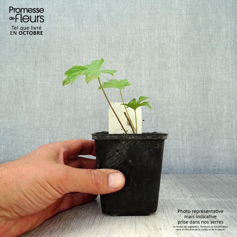 Exemplar von Pacific-Rittersporn King Arthur - Delphinium Kleine Töpfe von 7/8 cm wie im Herbst geliefert