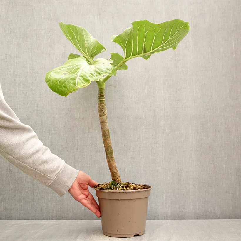 Exemplar von Dendroseris litoralis - Juan Fernández-Kohlbaum Topf mit 4L/5L wie im Frühjahr geliefert