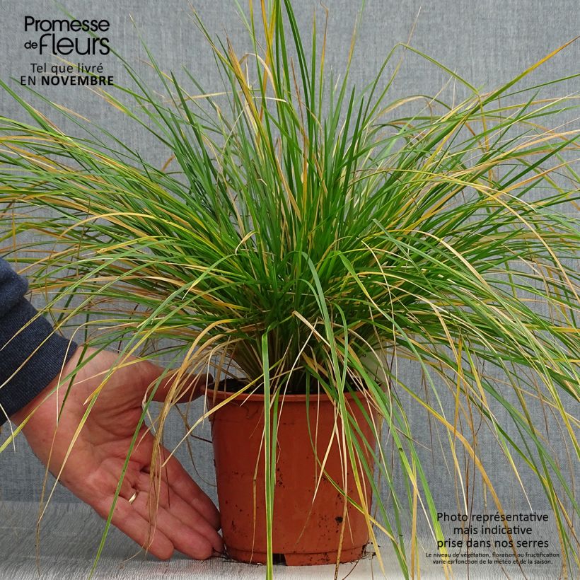 Exemplar von Rasen-Schmiele Bronzeschleier - Deschampsia caespitosa Topf mit 2L/3L wie im Herbst geliefert
