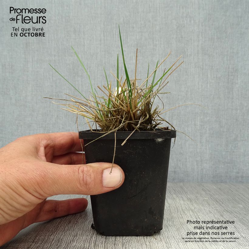 Exemplar von Rasen-Schmiele Bronzeschleier - Deschampsia caespitosa Kleine Töpfe von 8/9 cm wie im Herbst geliefert
