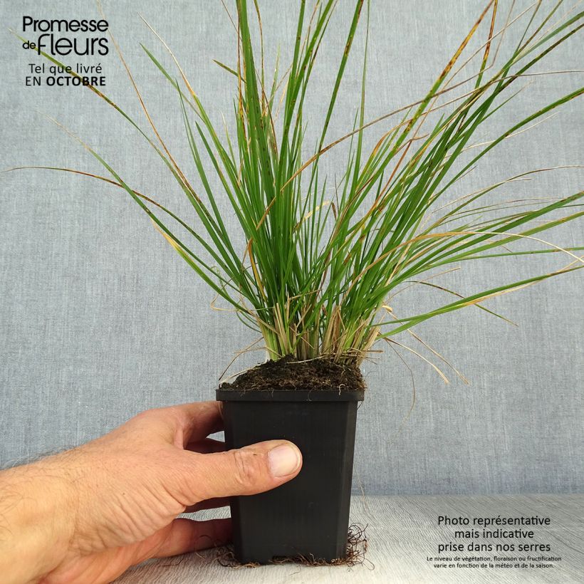 Exemplar von Rasen-Schmiele - Deschampsia caespitosa Kleine Töpfe von 8/9 cm wie im Herbst geliefert