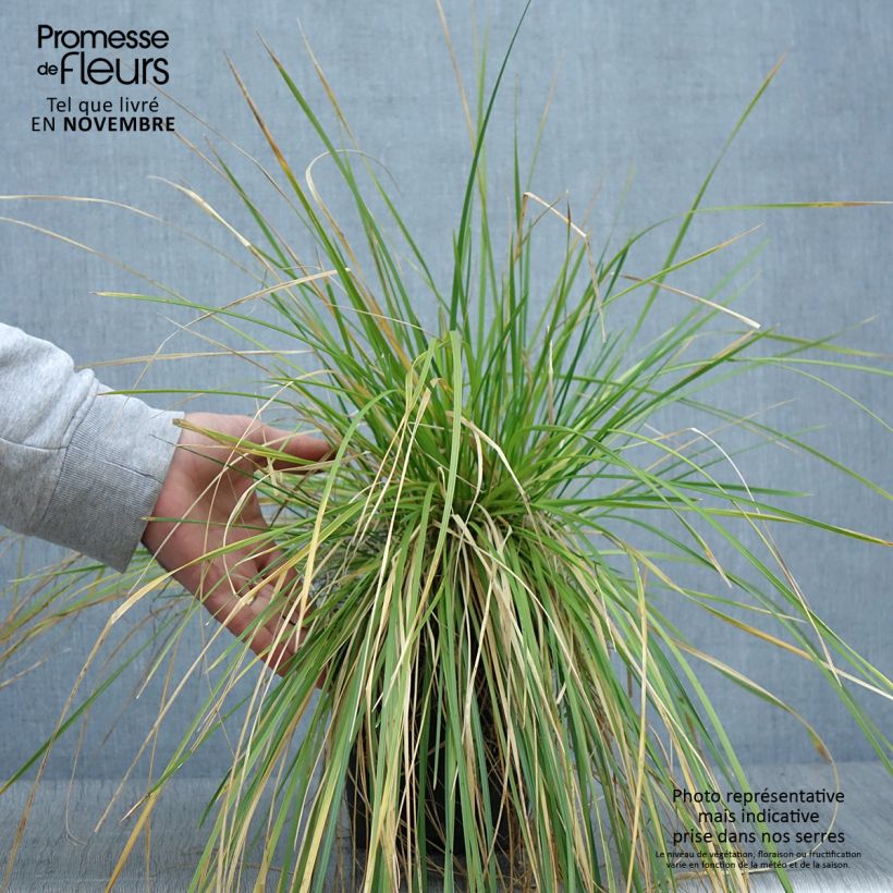 Exemplar von Rasen-Schmiele - Deschampsia caespitosa Topf mit 2L/3L wie im Herbst geliefert