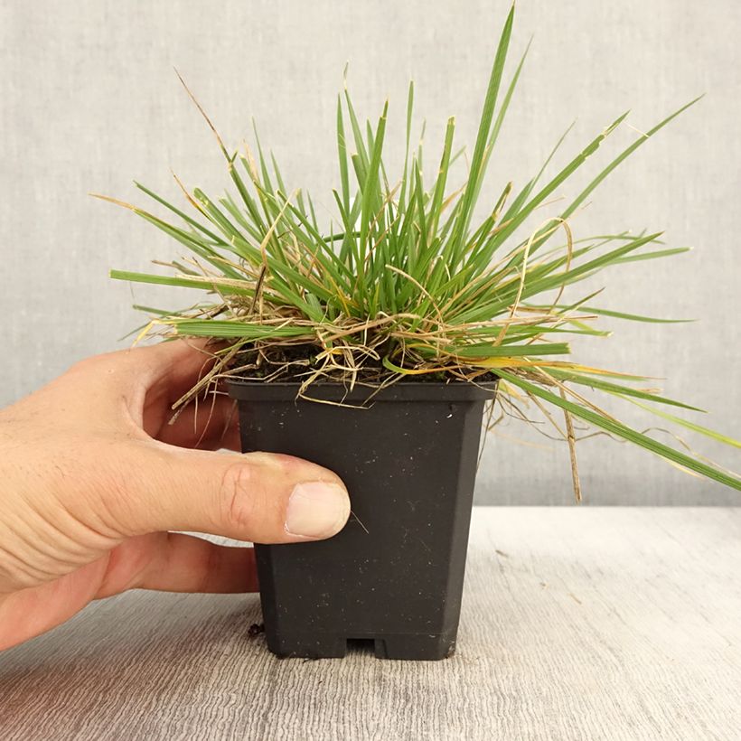 Exemplar von Rasen-Schmiele Goldschleier - Deschampsia caespitosa Kleine Töpfe von 8/9 cm wie im Herbst geliefert