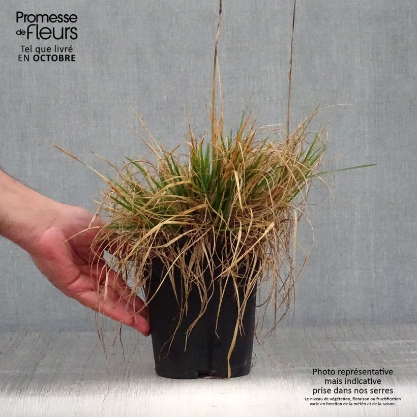 Exemplar von Rasen-Schmiele Goldschleier - Deschampsia caespitosa Topf mit 1,5L/2L wie im Herbst geliefert