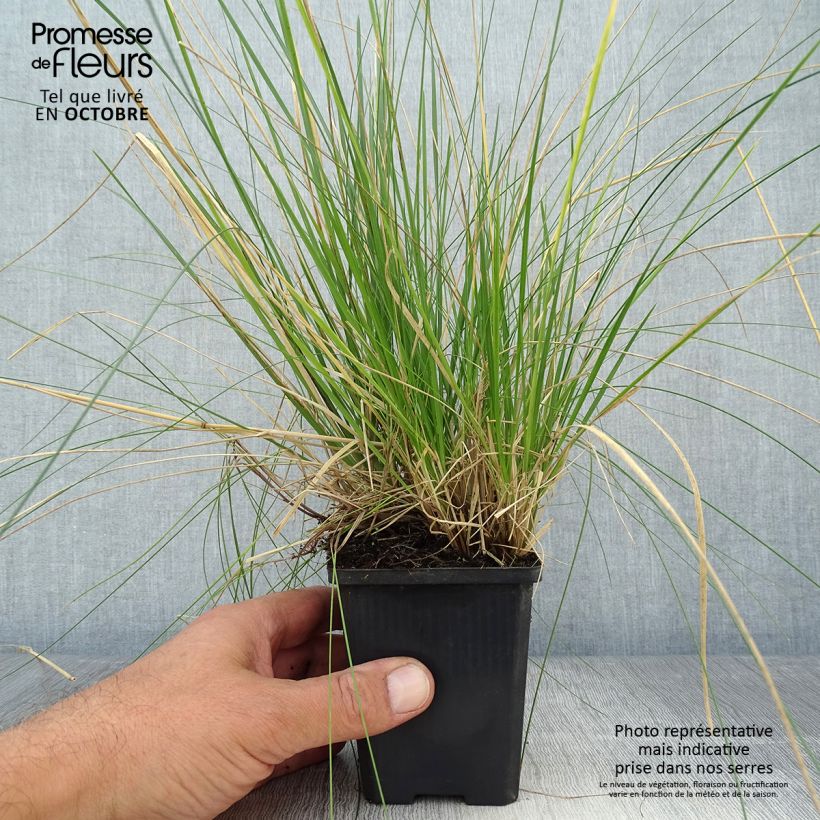 Exemplar von Rasen-Schmiele Goldtau - Deschampsia caespitosa Kleine Töpfe von 8/9 cm wie im Herbst geliefert