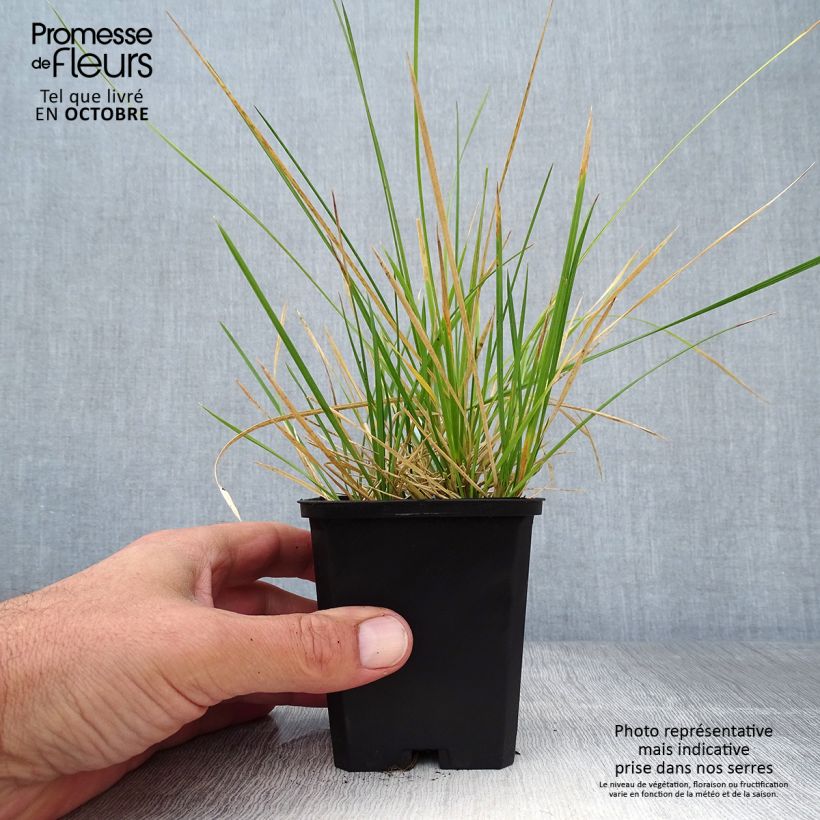 Exemplar von Rasen-Schmiele Palava - Deschampsia caespitosa Kleine Töpfe von 8/9 cm wie im Herbst geliefert