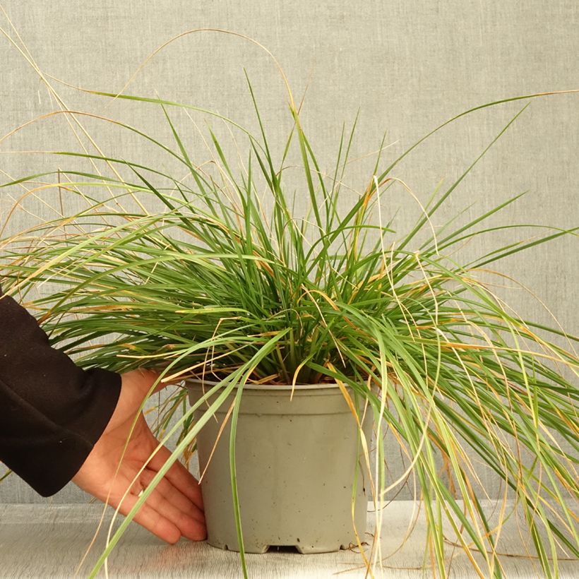 Exemplar von Rasen-Schmiele Palava - Deschampsia caespitosa Topf mit 3L/4L wie im Herbst geliefert