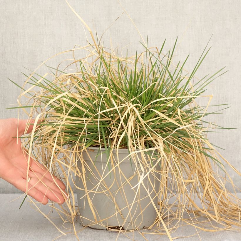 Exemplar von Rasen-Schmiele Palava - Deschampsia caespitosa Topf mit 3L/4L wie im Frühjahr geliefert