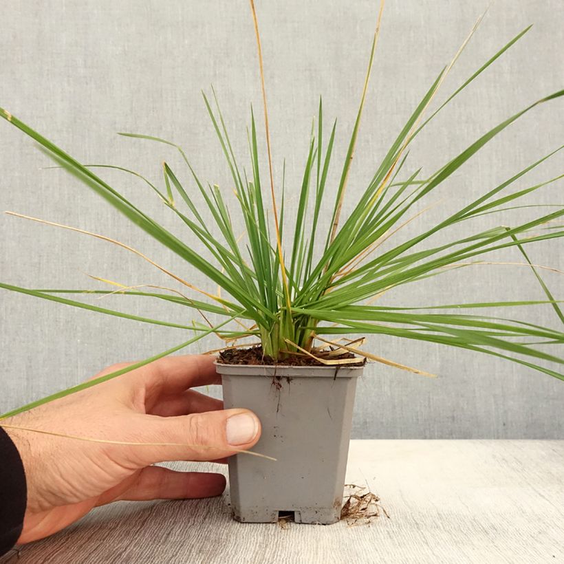 Exemplar von Rasen-Schmiele Pixie Fountain - Deschampsia caespitosa Kleine Töpfe von 8/9 cm wie im Herbst geliefert