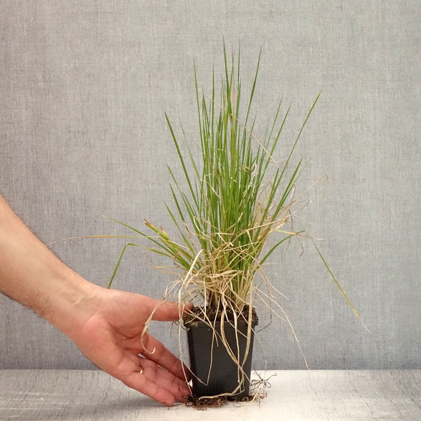 Exemplar von Rasen-Schmiele Pixie Fountain - Deschampsia caespitosa Kleine Töpfe von 8/9 cm wie im Sommer geliefert