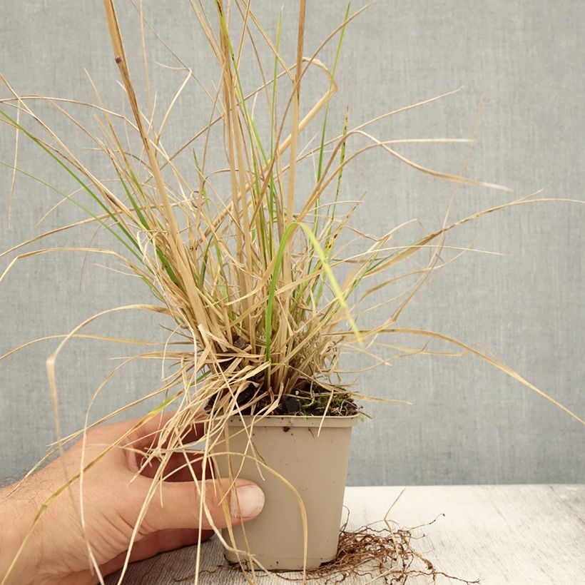 Exemplar von Rasen-Schmiele Tardiflora - Deschampsia caespitosa Kleine Töpfe von 8/9 cm wie im Herbst geliefert