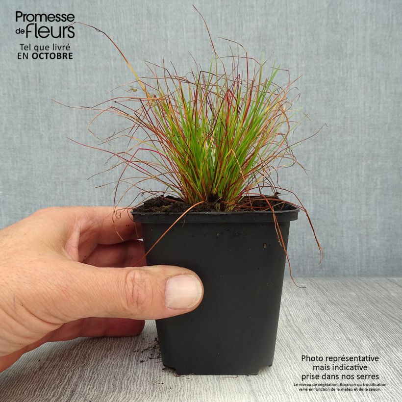 Exemplar von Schlängel-Schmiele - Deschampsia flexuosa Kleine Töpfe von 8/9 cm wie im Herbst geliefert