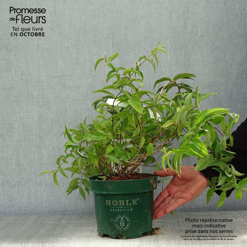 Exemplar von Deutzia compacta Lavender Time - Deutzie Topf mit 3L/4L wie im Herbst geliefert