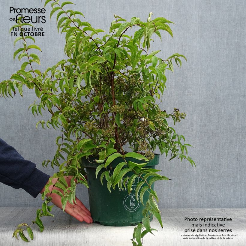 Exemplar von Deutzia compacta Lavender Time - Deutzie Topf mit 7,5L/10L wie im Herbst geliefert