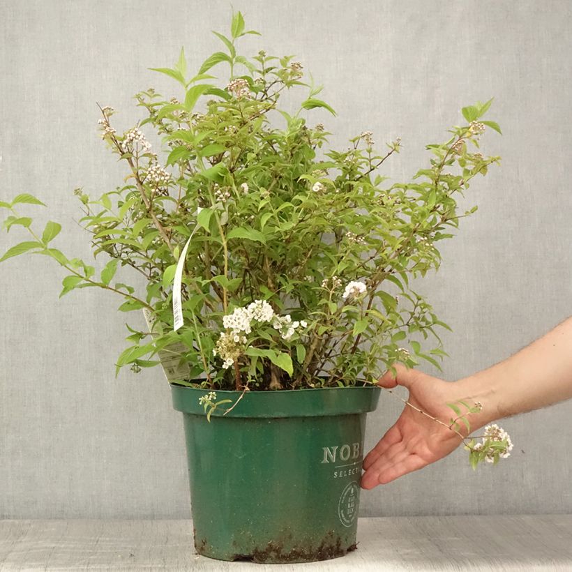 Exemplar von Deutzia compacta Lavender Time - Deutzie Topf mit 7,5L/10L wie im Sommer geliefert