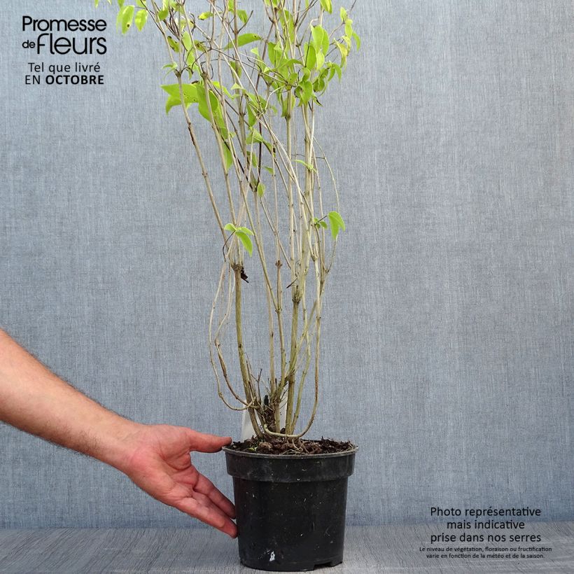 Exemplar von Deutzia crenata Pride of Rochester - Scharfe Deutzie Topf mit 2L/3L wie im Herbst geliefert