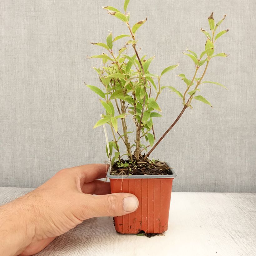 Exemplar von Deutzia gracilis - Zierliche Deutzie Kleine Töpfe von 8/9 cm wie im Sommer geliefert