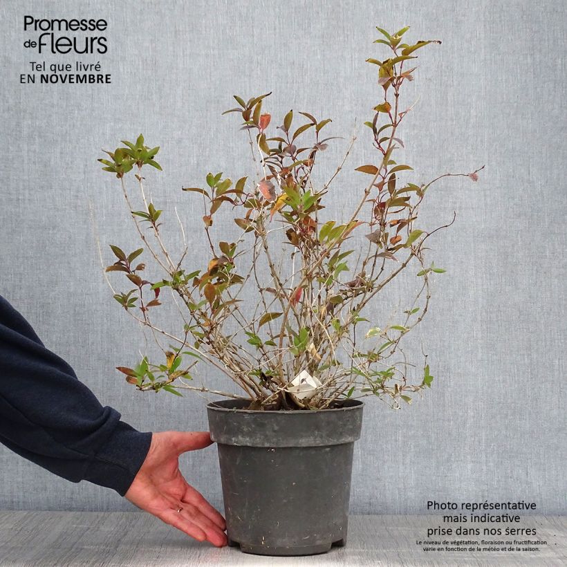 Exemplar von Deutzia gracilis - Zierliche Deutzie Topf mit 4L/5L wie im Herbst geliefert