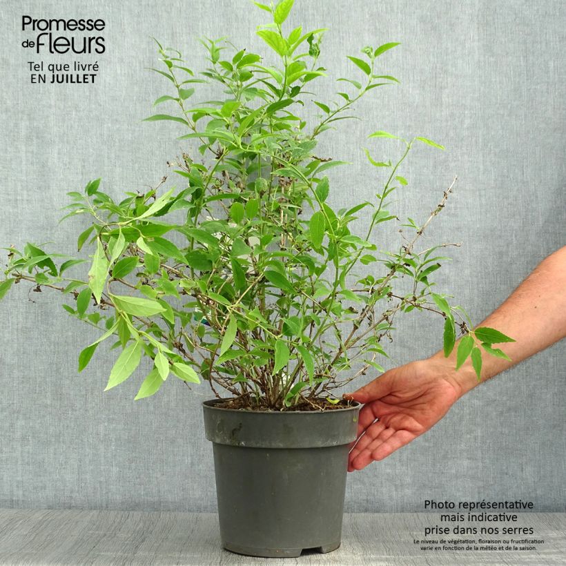 Exemplar von Deutzia gracilis - Zierliche Deutzie Topf mit 4L/5L wie im Sommer geliefert