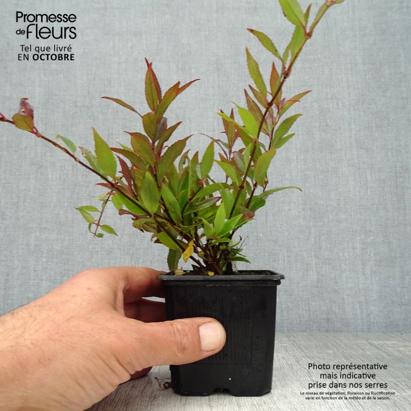 Exemplar von Deutzia gracilis Nikko - Zierliche Deutzie Kleine Töpfe von 8/9 cm wie im Herbst geliefert