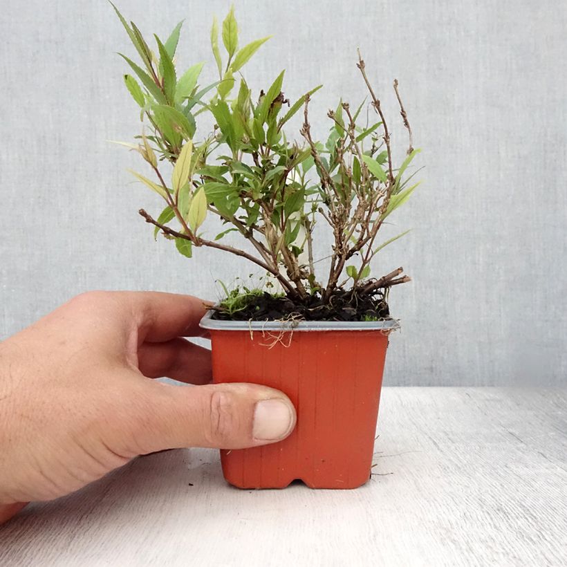 Exemplar von Deutzia gracilis Nikko - Zierliche Deutzie Kleine Töpfe von 8/9 cm wie im Sommer geliefert