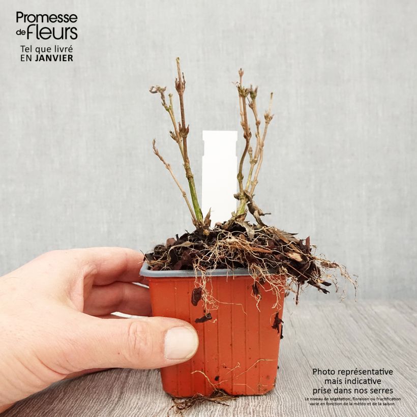 Exemplar von Deutzia gracilis Nikko - Zierliche Deutzie Kleine Töpfe von 8/9 cm wie im Winter geliefert