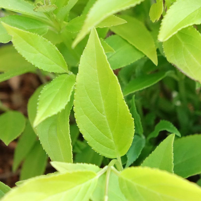 Deutzia gracilis Variegata - Zierliche Deutzie (Laub)