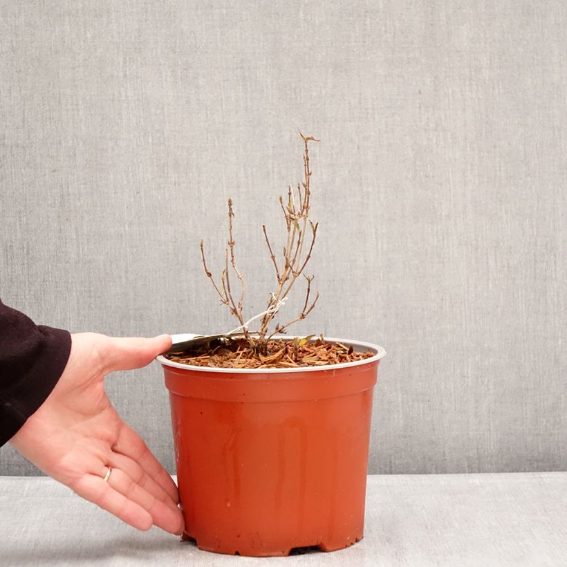 Exemplar von Deutzia gracilis Variegata - Zierliche Deutzie Topf mit 3L/4L wie im Winter geliefert