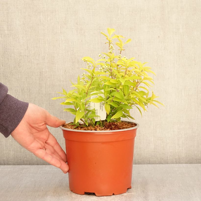 Exemplar von Deutzia gracilis Variegata - Zierliche Deutzie Topf mit 3L/4L wie im Frühjahr geliefert