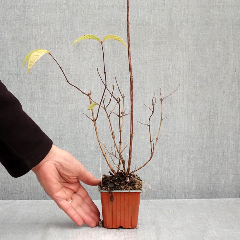 Exemplar von Deutzia Strawberry Fields - Deutzie Kleine Töpfe von 8/9 cm wie im Herbst geliefert