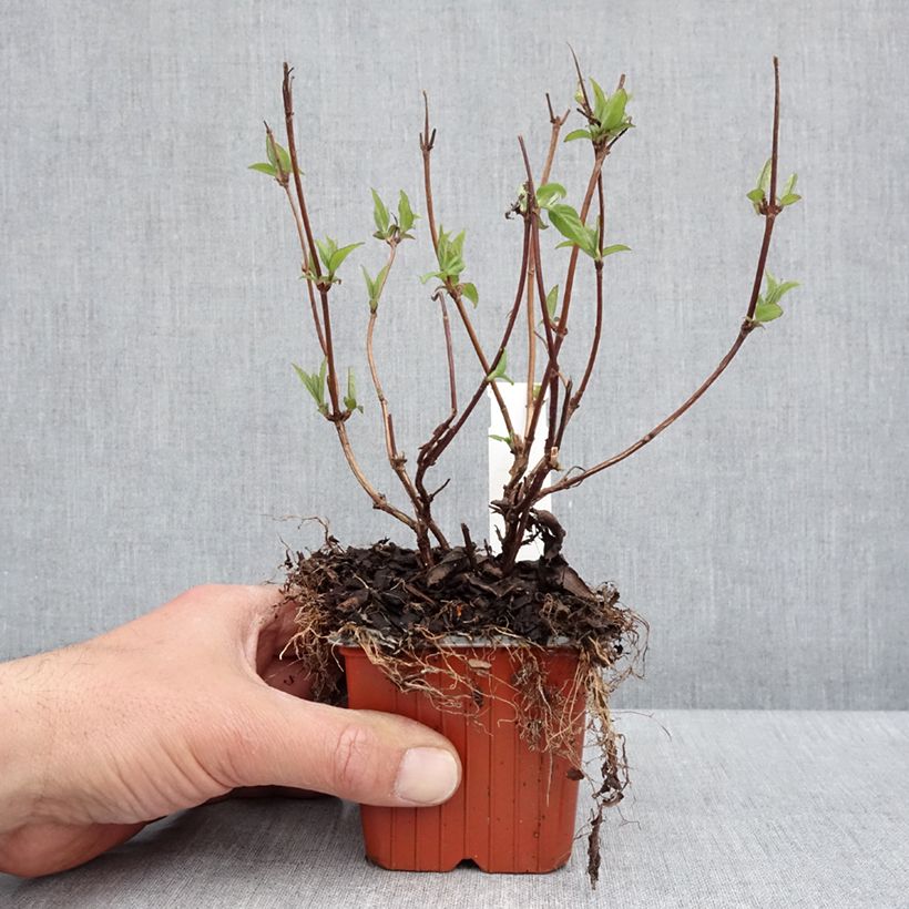 Exemplar von Deutzia Strawberry Fields - Deutzie Kleine Töpfe von 8/9 cm wie im Frühjahr geliefert