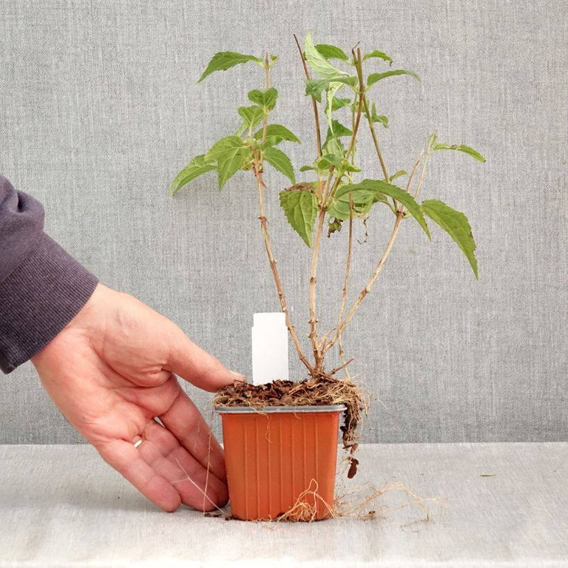 Exemplar von Deutzia Mont Rose - Rosendeutzie Kleine Töpfe von 8/9 cm wie im Herbst geliefert