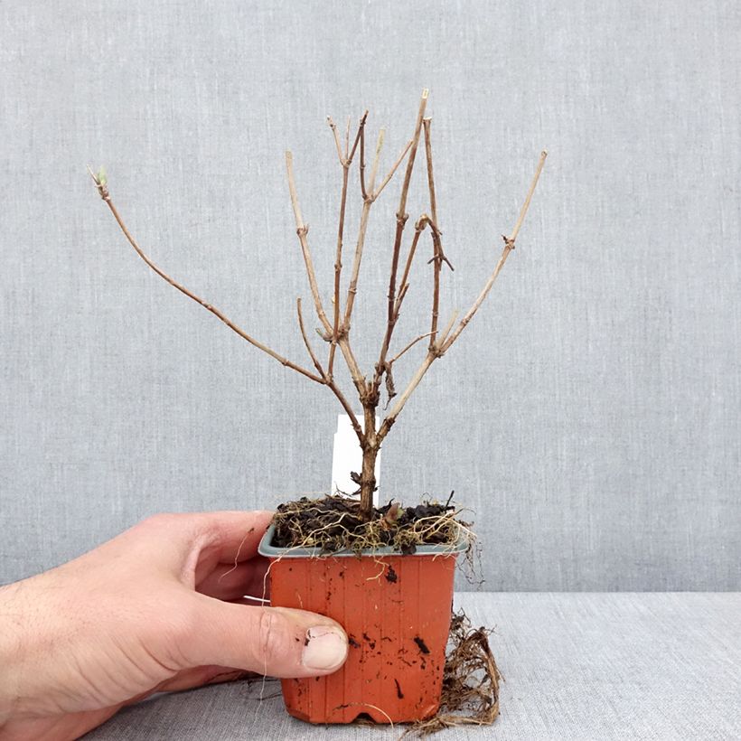 Exemplar von Deutzia Mont Rose - Rosendeutzie Kleine Töpfe von 8/9 cm wie im Frühjahr geliefert