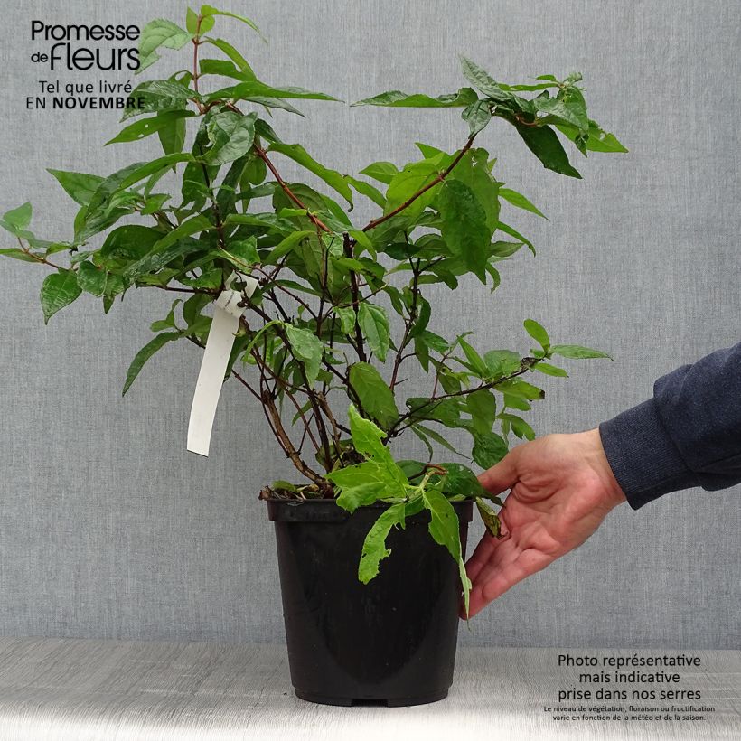 Exemplar von Deutzia Raspberry Sundae - Deutzie Topf mit 3L/4L wie im Herbst geliefert