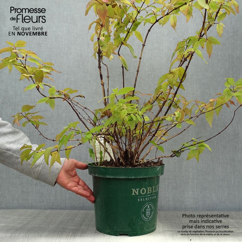 Exemplar von Deutzia Raspberry Sundae - Deutzie Topf mit 7,5L/10L wie im Herbst geliefert