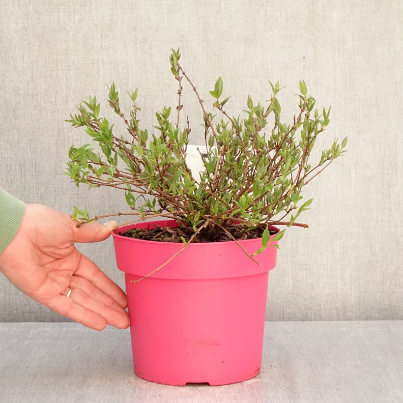 Exemplar von Deutzia Million Stars Pink Carpet - Deutzie Topf mit 3L/4L wie im Winter geliefert