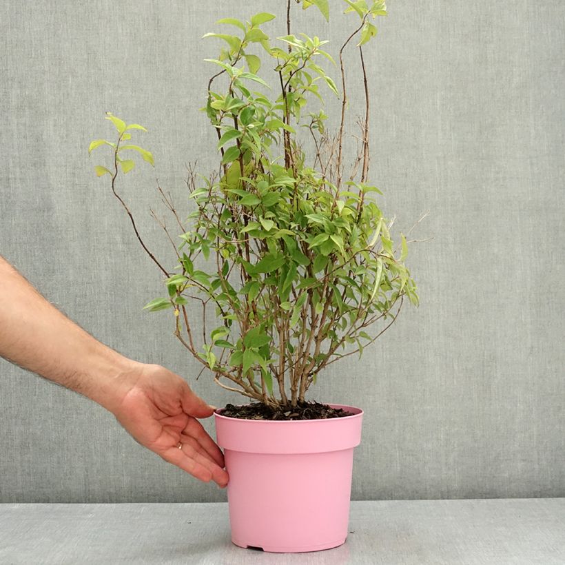 Exemplar von Deutzia Million Stars Pink Cloud - Deutzie Topf mit 3L/4L wie im Sommer geliefert