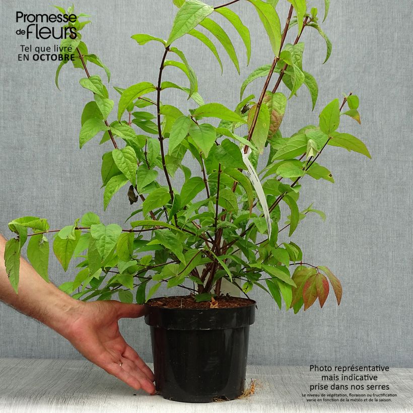Exemplar von Deutzia Perle Rose - Deutzie Topf mit 3L/4L wie im Herbst geliefert