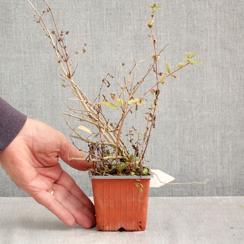 Exemplar von Deutzia purpurascens Kalmiiflora - Purpurrötliche Deutzie Kleine Töpfe von 8/9 cm wie im Herbst geliefert