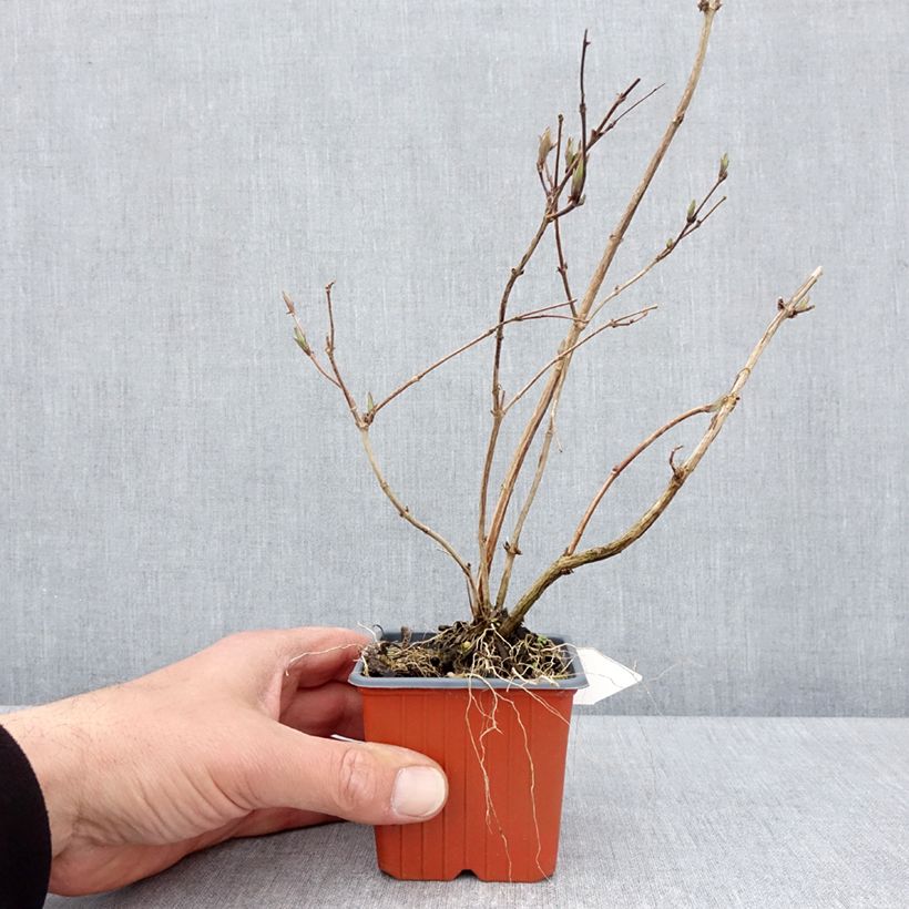 Exemplar von Deutzia purpurascens Kalmiiflora - Purpurrötliche Deutzie Kleine Töpfe von 8/9 cm wie im Frühjahr geliefert