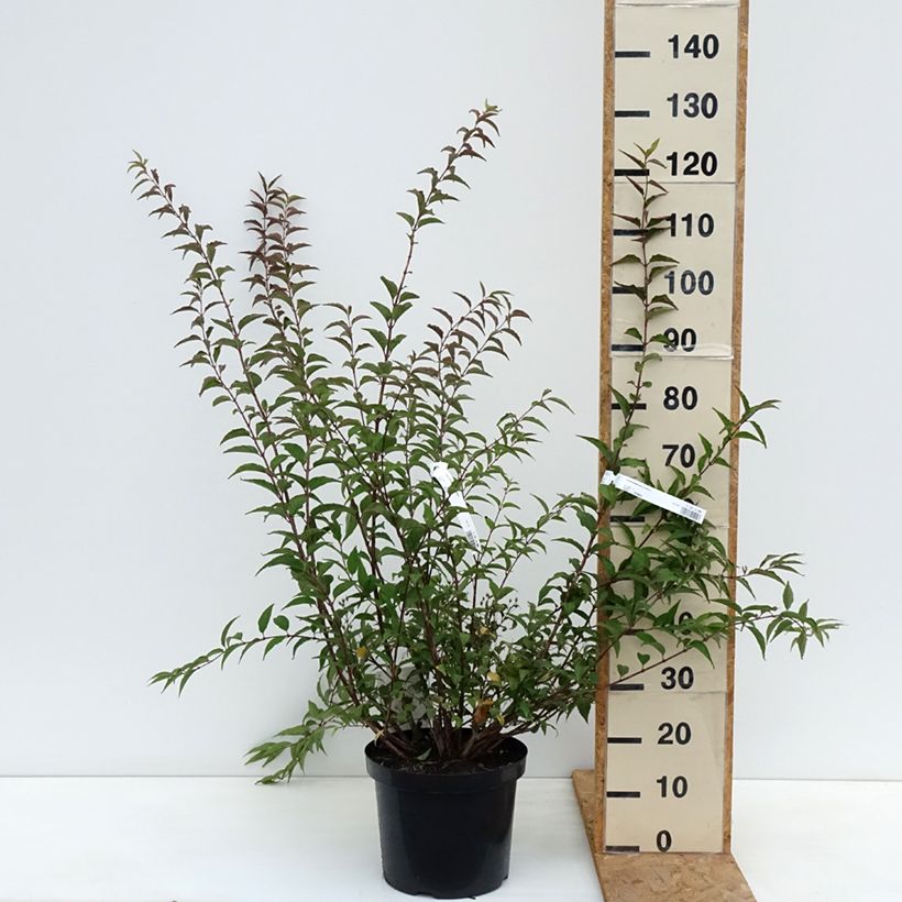 Exemplar von Deutzia purpurascens Kalmiiflora - Purpurrötliche Deutzie Topf mit 7,5L/10L wie im Herbst geliefert