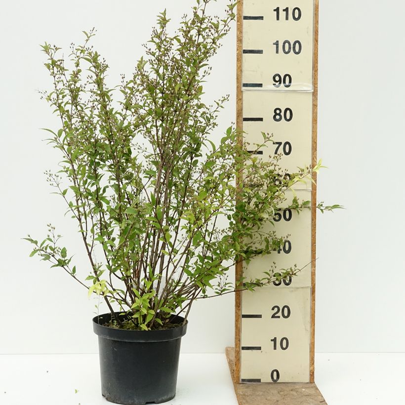 Exemplar von Deutzia purpurascens Kalmiiflora - Deutzie Pot de 7,5L/10L wie im Sommer geliefert