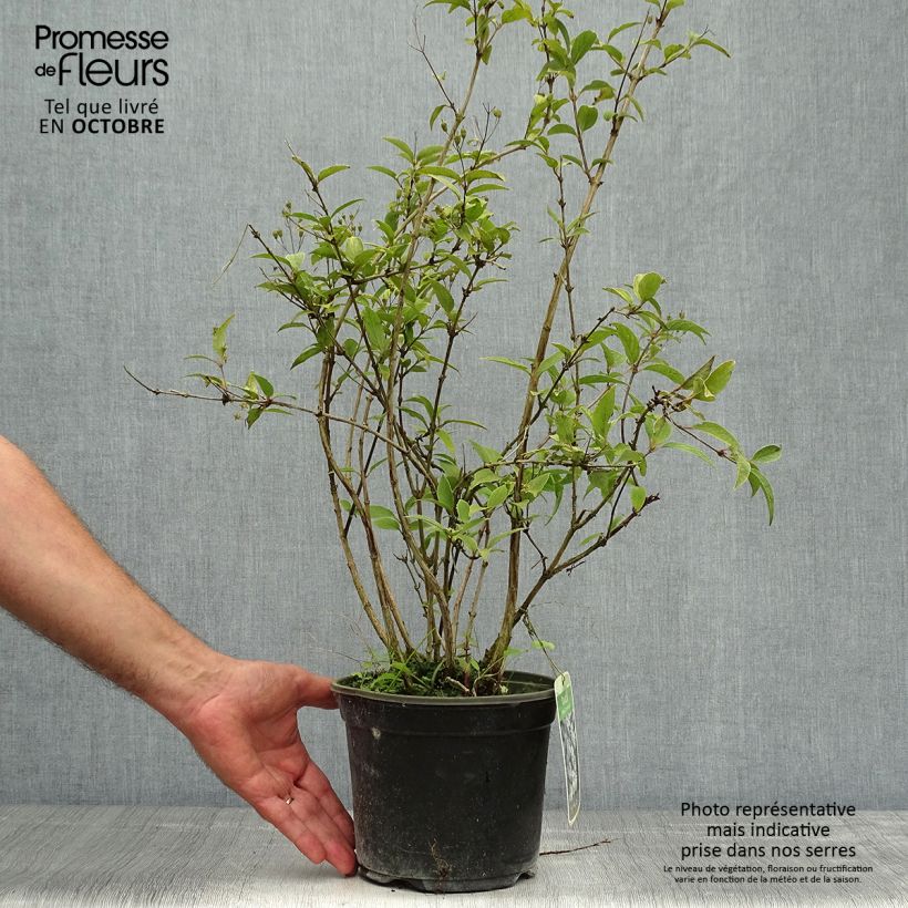 Exemplar von Deutzia rosea Campanulata - Deutzie Topf mit 2L/3L wie im Herbst geliefert