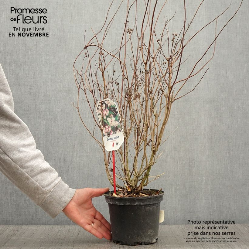 Exemplar von Deutzia scabra Codsall Pink - Scharfe Deutzie Topf mit 2L/3L wie im Herbst geliefert