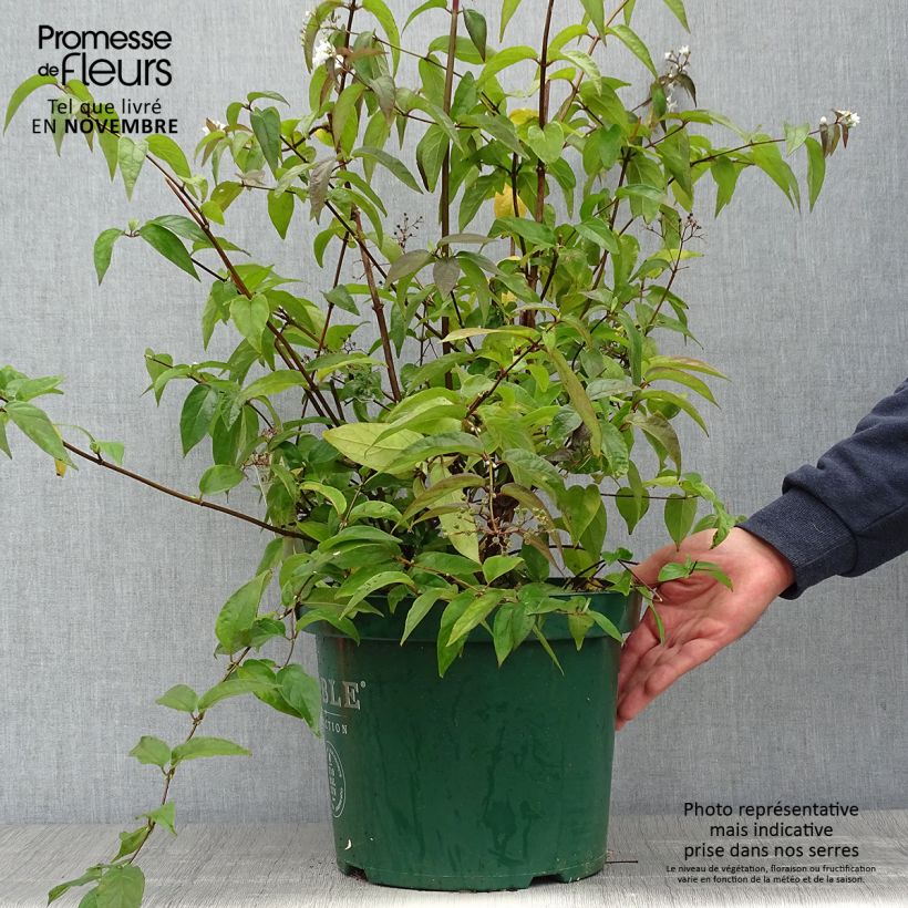 Exemplar von Deutzia setchuenensis var. corymbiflora - Sichuan-Deutzie Topf mit 7,5L/10L wie im Herbst geliefert