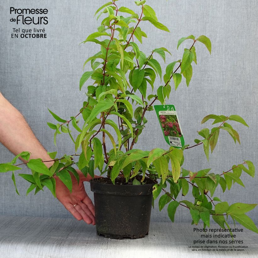 Exemplar von Deutzia Sternchenstrauch (Tourbillon Rouge) - Pracht-Deutzie Topf mit 2L/3L wie im Herbst geliefert