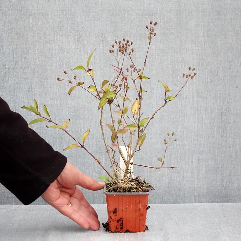 Exemplar von Deutzia lemoinei - Sternchenstrauch Kleine Töpfe von 8/9 cm wie im Herbst geliefert